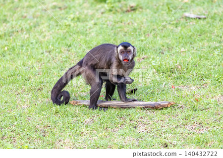 A Tufted Capuchin monkey foraging for and eating food 140432722