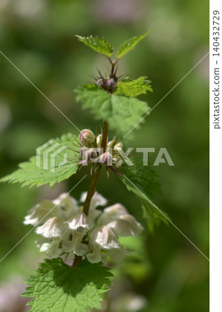 Odorikosou Odorikosou 140432729