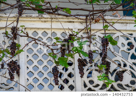 Grape vines on white decorative wall Grape vines on white decorative wall 140432753