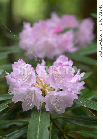 Rhododendron 140432840