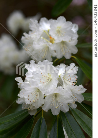Rhododendron Rhododendron 140432841