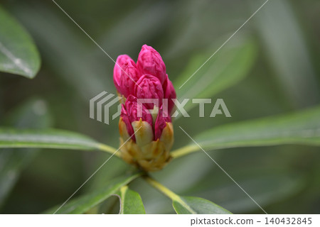 杜鵑花的芽 杜鵑花的芽 140432845