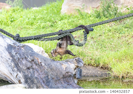 A Tufted Capuchin monkey playing on a rope 140432857