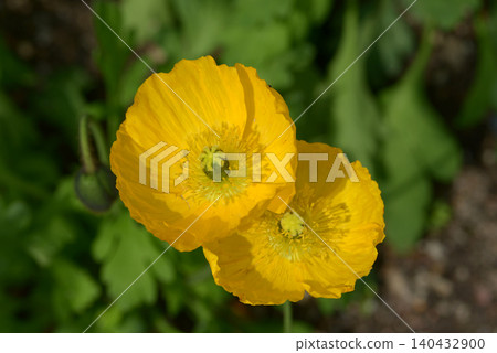 Poppy flowers Poppy flowers 140432900