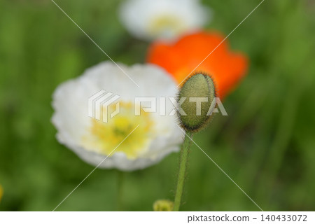 罌粟花 罌粟花 140433072