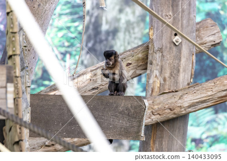 A Tufted Capuchin monkey standing on a wooden frame 140433095
