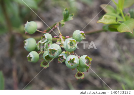 Unripe Green Blueberries Cluster Closeup 140433122