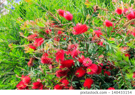 Red Bottlebrush flowers (Callistemon citrinus) 140433154
