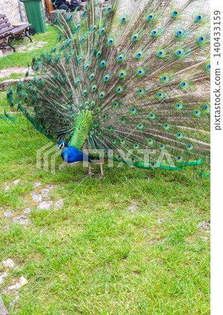 Male of peacock or peafowl (Pavo cristatus) with colorful spread tail-feathers on a lawn Male of peacock or peafowl (Pavo cristatus) with colorful spread tail-feathers on a lawn 140433159