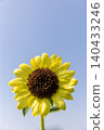 Lemon-colored sunflowers standing under a blue sky_vertical 140433246