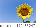 A large sunflower that shines in the blue sky 140433247