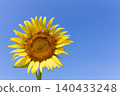 Large sunflowers blooming brightly against a clear blue sky. 140433248