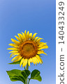A sunflower stretching straight towards the blue sky_vertical 140433249