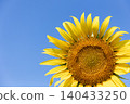 A close-up of a large sunflower against a blue sky. 140433250