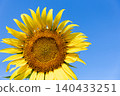 A large sunflower in full bloom fills the entire screen. 140433251