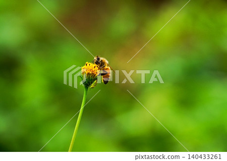 Honeybee Honeybee 140433261