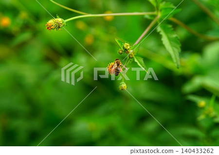 Honeybee Honeybee 140433262