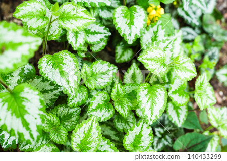Close-up photograph of a plant with beautiful white-green leaves Close-up photograph of a plant with beautiful white-green leaves 140433299