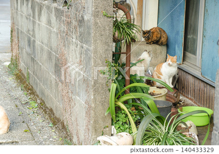 Three stray cats gathered in the garden of a private house. 140433329