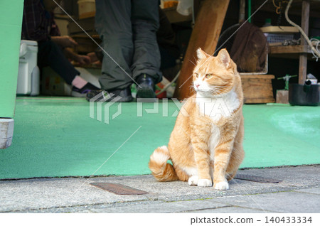 The moment a gentle-looking tabby cat stands on a street corner. The moment a gentle-looking tabby cat stands on a street corner. 140433334