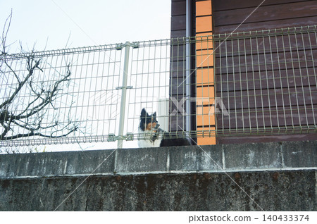 A dog gazing out from atop a high wall in the afternoon A dog gazing out from atop a high wall in the afternoon 140433374