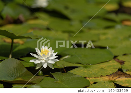 A single white water lily blooms by the green water's edge. A single white water lily blooms by the green water's edge. 140433469