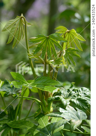 Young leaves 140433524