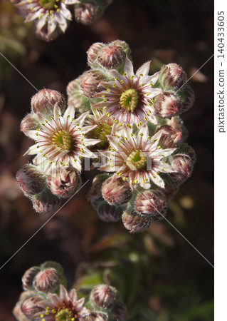 Blooming Sempervivum Succulent Flowers Closeup Blooming Sempervivum Succulent Flowers Closeup 140433605