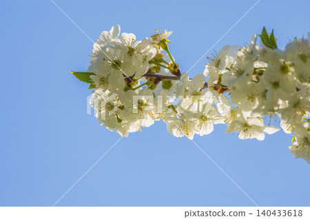 White blossoming tree branch against clear blue sky White blossoming tree branch against clear blue sky 140433618
