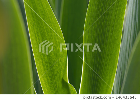 German iris, leaf pattern 140433643
