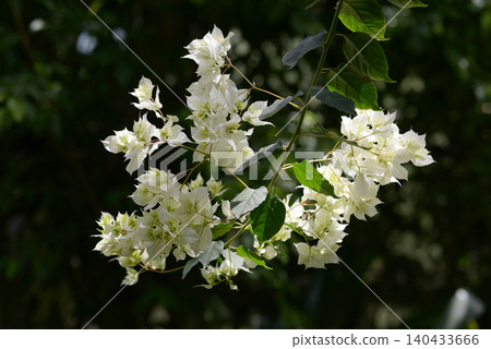Bougainvillea Bougainvillea 140433666