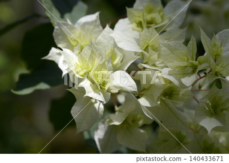 Bougainvillea Bougainvillea 140433671