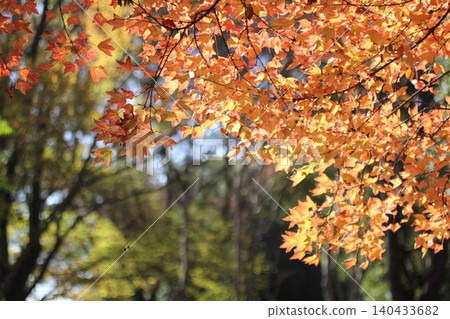 Bright autumn leaves 140433682