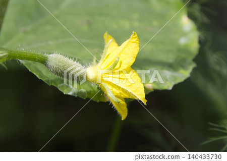 Cucumber Flower and Developing Fruit Closeup 140433730