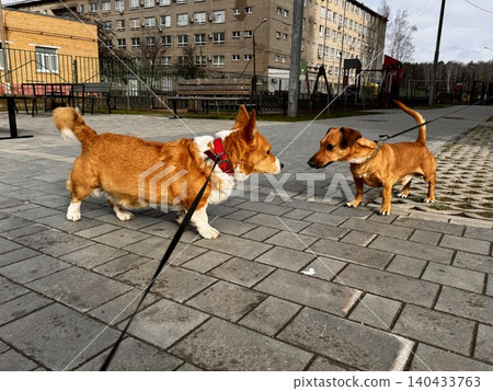 Happy ginger Welsh corgi in overalls on a walk. Photo Happy ginger Welsh corgi in overalls on a walk. Photo 140433763