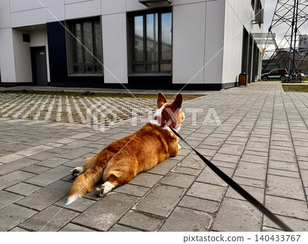 Happy ginger Welsh corgi in overalls on a walk. Photo Happy ginger Welsh corgi in overalls on a walk. Photo 140433767