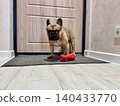a French bulldog dog of fawn color, young and energetic at home. Photo 140433770