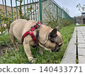 A happy French bulldog dog of fawn color walks outside in good weather on a leash in summer.A happy French bulldog dog of fawn color walks outside in good weather on a leash in summer. Photo 140433771
