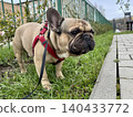 A happy French bulldog dog of fawn color walks outside in good weather on a leash in summer.A happy French bulldog dog of fawn color walks outside in good weather on a leash in summer. Photo 140433772