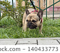A happy French bulldog dog of fawn color walks outside in good weather on a leash in summer.A happy French bulldog dog of fawn color walks outside in good weather on a leash in summer. Photo 140433773
