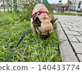 A happy French bulldog dog of fawn color walks outside in good weather on a leash in summer.A happy French bulldog dog of fawn color walks outside in good weather on a leash in summer. Photo 140433774