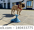 Bags for pet excrement on the background of a French bulldog dog. High quality photos. High quality photo 140433775