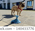 Bags for pet excrement on the background of a French bulldog dog. High quality photos. High quality photo 140433776