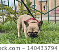 A happy French bulldog dog of fawn color walks outside in good weather on a leash in summer.A happy French bulldog dog of fawn color walks outside in good weather on a leash in summer. Photo 140433794