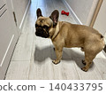 a French bulldog dog of fawn color, young and energetic at home. Photo 140433795