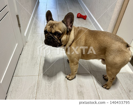 a French bulldog dog of fawn color, young and energetic at home. Photo a French bulldog dog of fawn color, young and energetic at home. Photo 140433795
