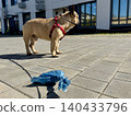 Bags for pet excrement on the background of a French bulldog dog. High quality photos. High quality photo 140433796
