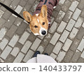 Happy ginger Welsh corgi in overalls on a walk. Photo 140433797