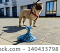 Bags for pet excrement on the background of a French bulldog dog. High quality photos. High quality photo 140433798