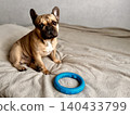 A cute, contented French bulldog of fawn color lies on a bed with a beige bedspread in a close-up home environment. Photo 140433799